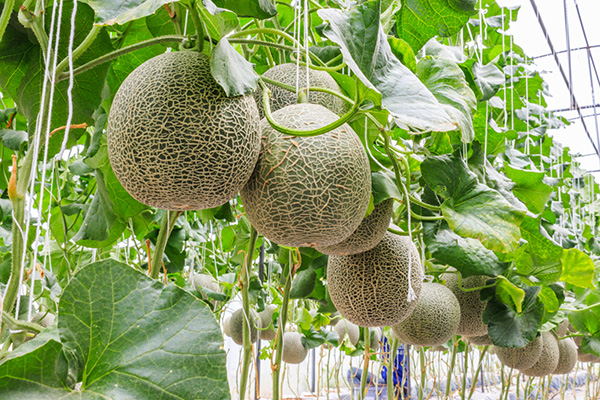 Meloner i växthuset