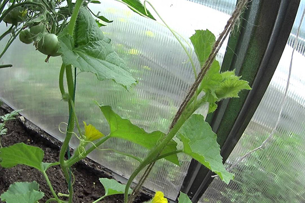 Meloner på spaljéer i växthuset