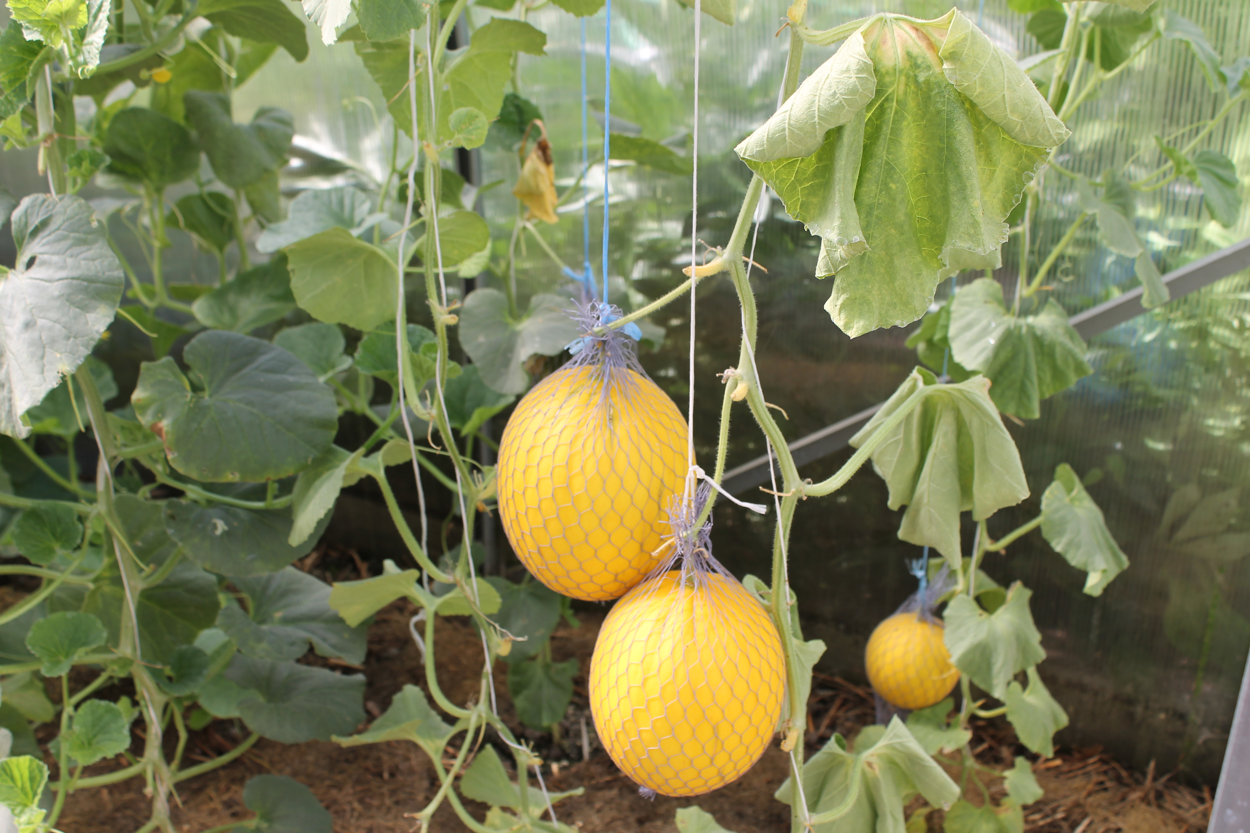 Meloner mogna i ett växthus