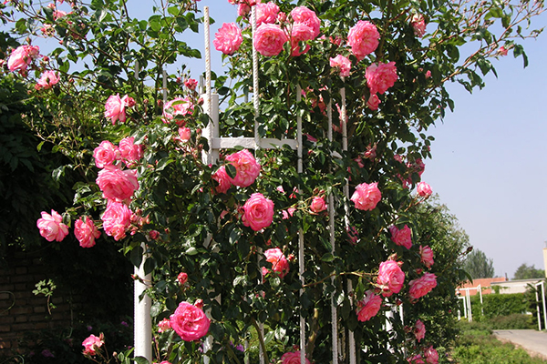 Metallstøtte for klatring av roser