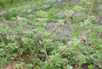 Frambuesas en el jardín