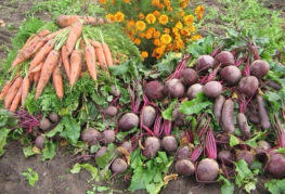 Thu hoạch củ cải và cà rốt trên luống