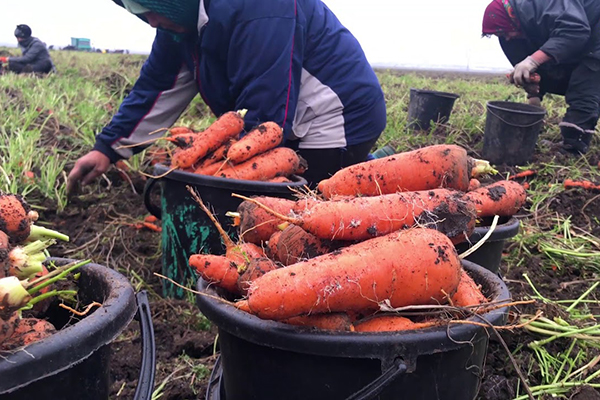 Прибиране на моркови
