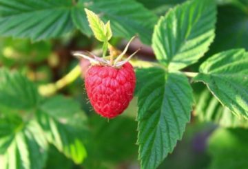 Fruta de frambuesa en una rama