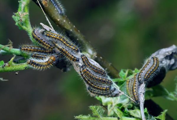 Oruga de mariposa espino