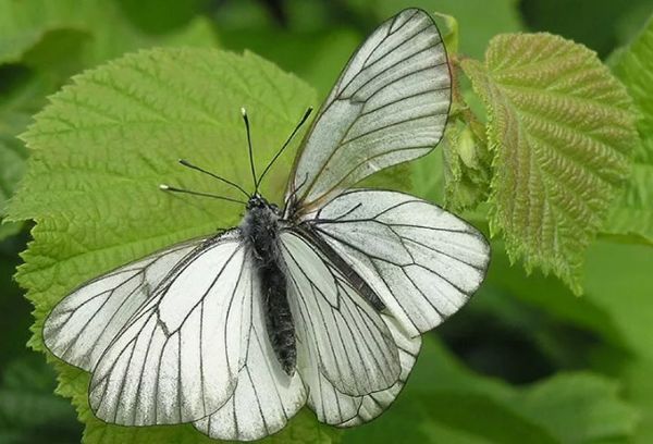 Borboleta Hawthorn