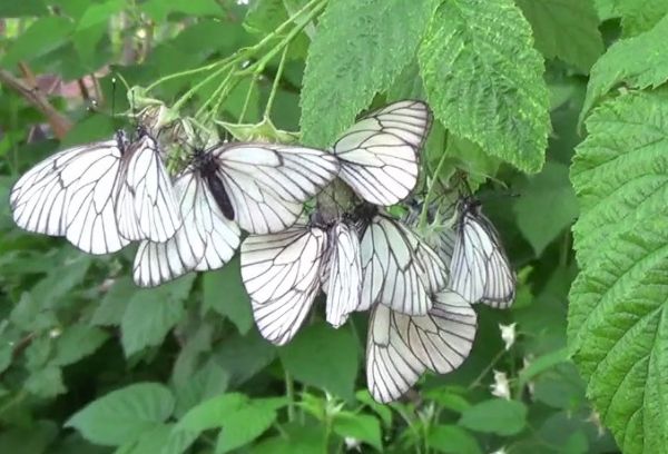 Mariposas sobre frambuesas