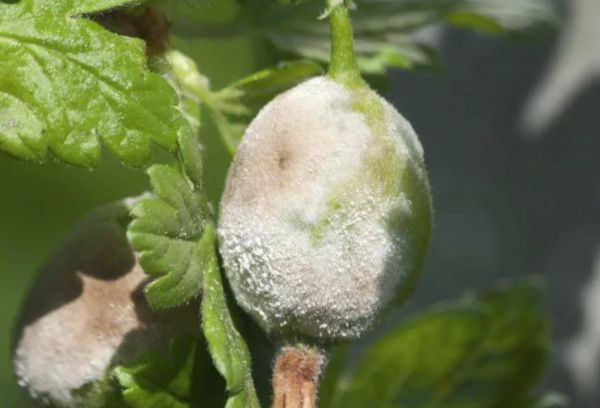 Gooseberry dengan cendawan tepung