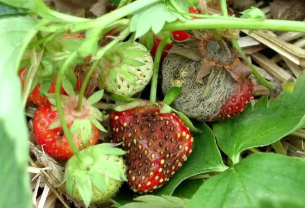 Penyakit strawberi taman