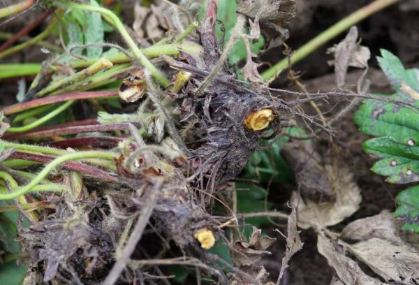 Çileklerin Fusarium solgunluğu