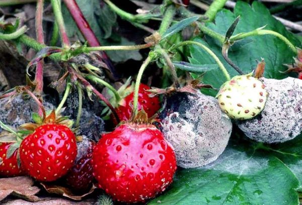 Pourriture grise des fraises