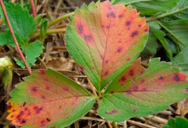 Daun strawberi yang terjejas