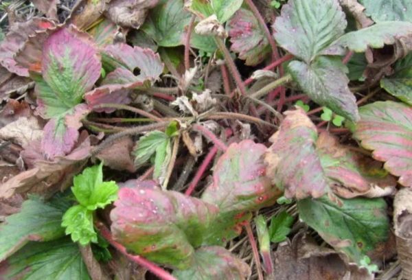 Aardbei septoria