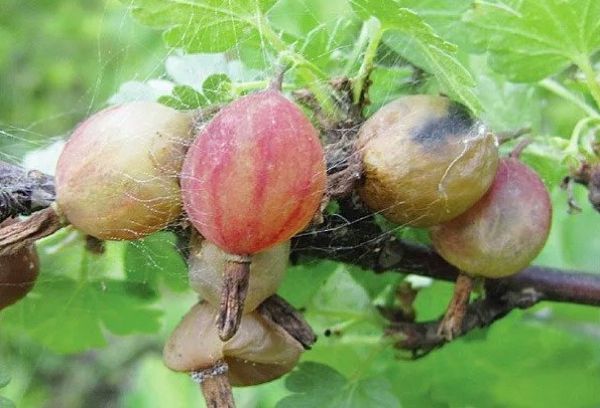 Beri gooseberry membusuk