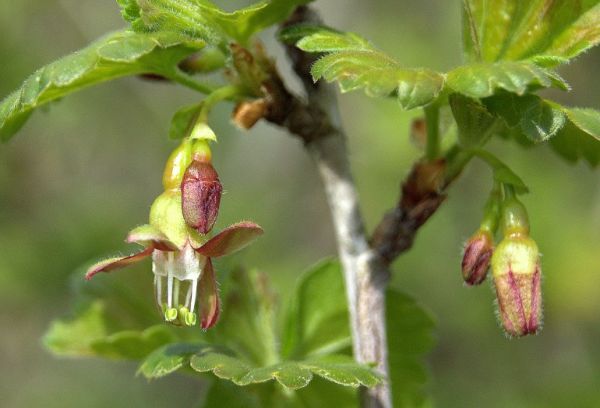 Flor de la grosella espinosa