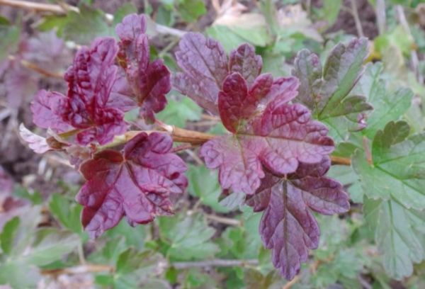 Rougeur des feuilles de groseille à maquereau