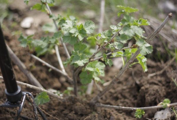 Belukar gooseberry