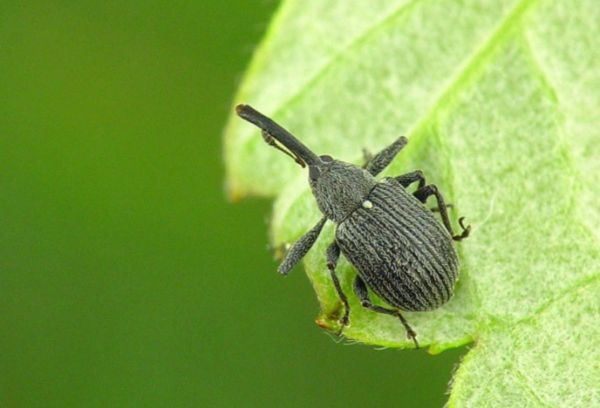 Gorgojo de plagas de plantas