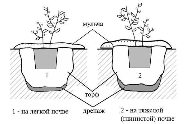 Shema sadnje borovnice na mjestu