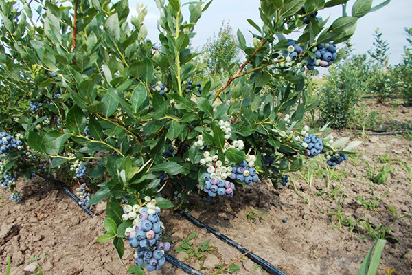 Bosbessen kweken