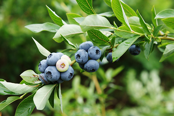 Pucuk blueberry sederhana dengan buah beri