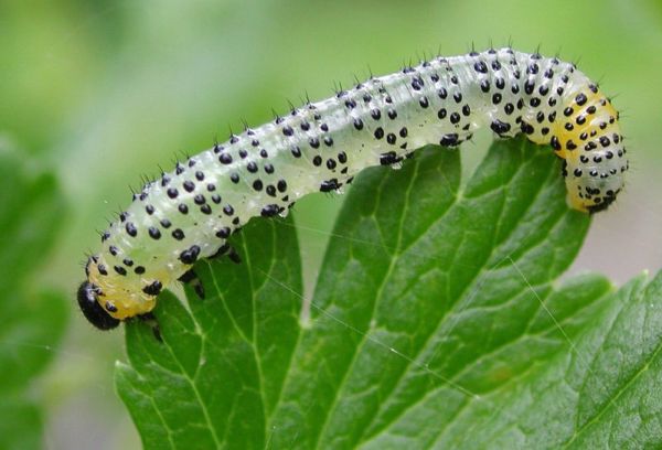 mariposa groselha