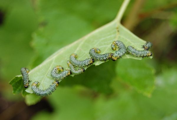 Rupsen op een blad