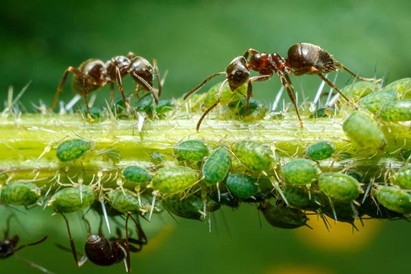 Fourmis et pucerons verts