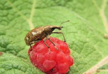 Weevil op frambozen