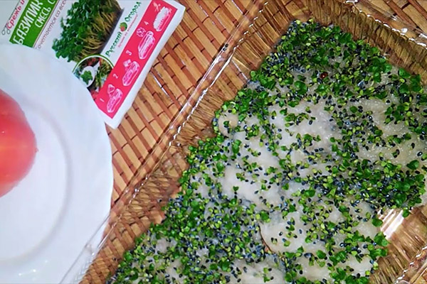 Cultivarea microgreenelor de busuioc fără sol