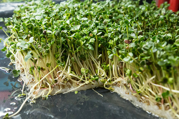 Microgreens grown without soil