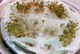 Микрозелените, поникващи през мрежата в кълновете