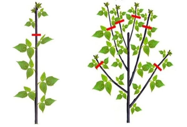 Esquema de poda de framboesa