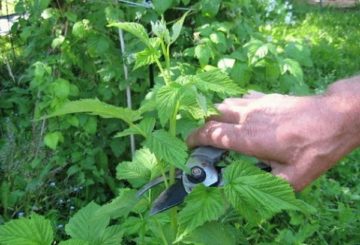 Pemangkasan raspberi