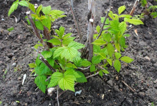 Nouvelles pousses de framboises