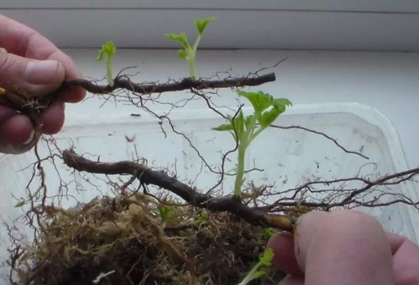 Малина корен резници