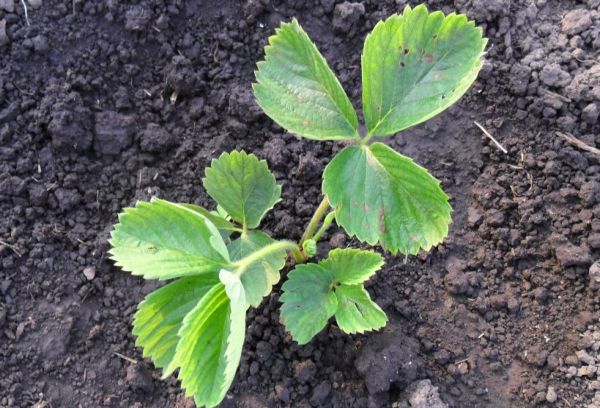 Jovem plantando morangos