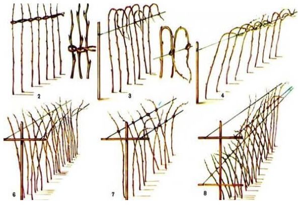 Trellises veislės