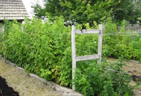 Raspberry trellis