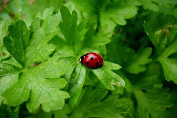 Coccinelle sur persil