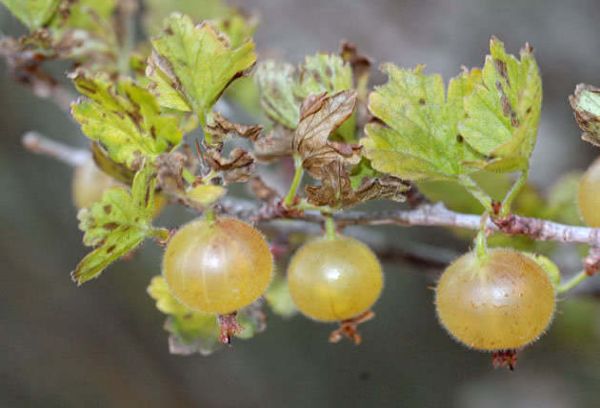 Grosellas en una rama