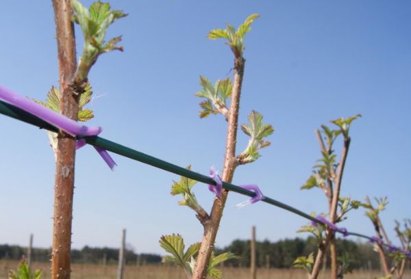 Framboesas amarradas