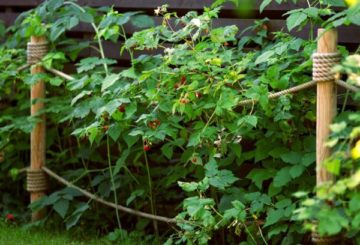 Raspberi yang semakin meningkat