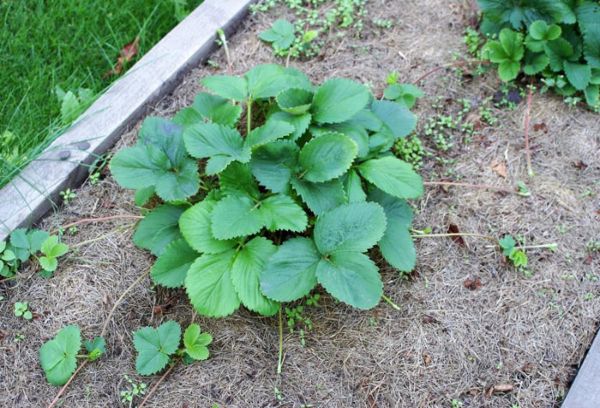 Belukar strawberi