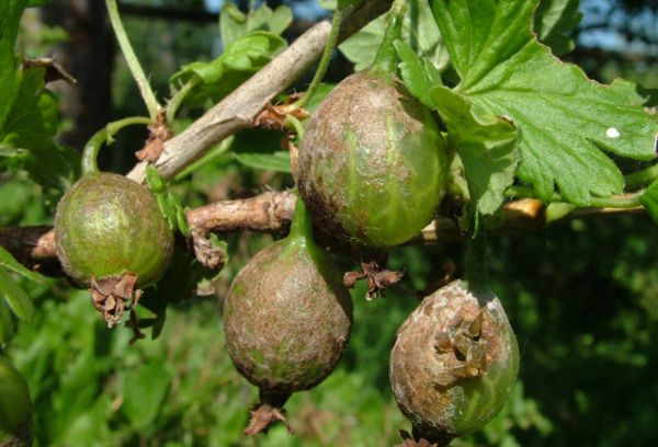 Doenças da groselha