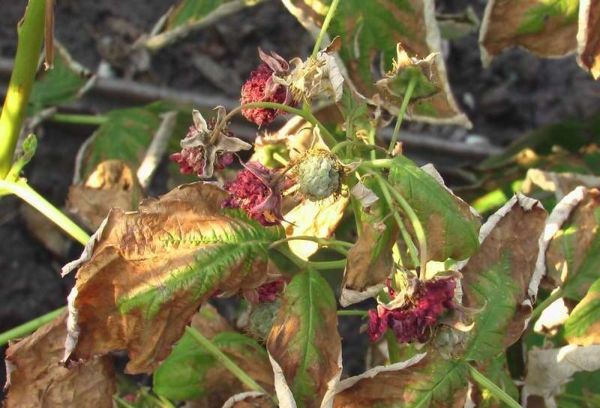 Hojas de frambuesa amarillentas