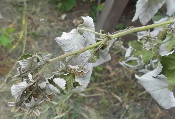 Kurutulmuş ahududu