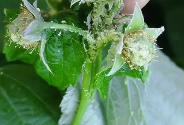 Aphid pada raspberi