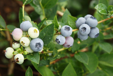 Blueberries Bluegold