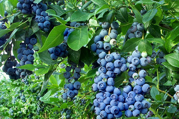 Blueberry храст Bluecrop